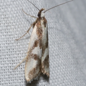 Epithymema incomposita at WendyM's farm at Freshwater Ck. - 25 Apr 2023 08:49 PM