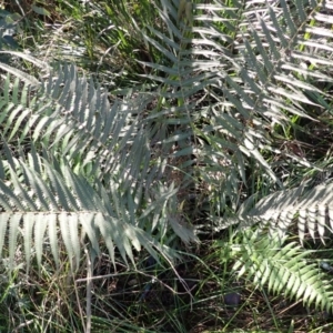 Christella dentata (Binung) at Moruya, NSW by plants