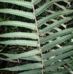 Christella dentata at Moruya, NSW - 18 May 2024