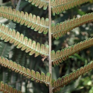 Christella dentata at Moruya, NSW - 18 May 2024