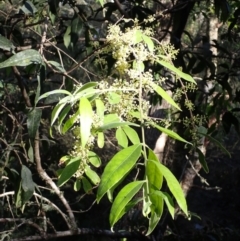 Notelaea longifolia f. longifolia (Mock Olive) at Moruya, NSW - 18 May 2024 by plants