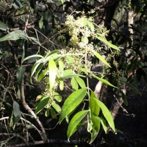 Notelaea longifolia f. longifolia at Moruya, NSW - 18 May 2024