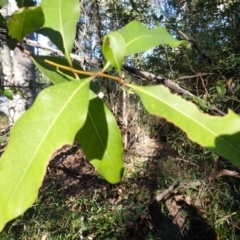 Notelaea venosa (Large Mock Olive) at Mogo, NSW - 18 May 2024 by plants