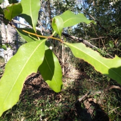 Notelaea venosa (Large Mock Olive) at Mogo, NSW - 19 May 2024 by plants