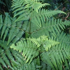 Hypolepis muelleri (Harsh Ground Fern, Swamp Bracken) at Mogo, NSW - 19 May 2024 by plants