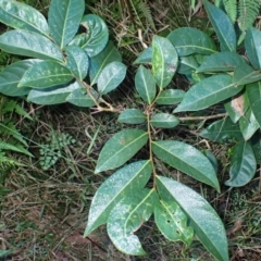 Glochidion ferdinandi var. ferdinandi (Cheese Tree) at Mogo, NSW - 19 May 2024 by plants