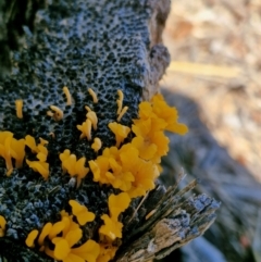Unidentified Fungus at Woodburn, NSW - 17 May 2024 by AliClaw