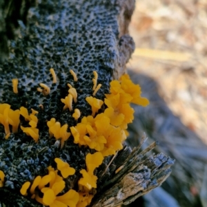 Dacryopinax spathularia at Woodburn, NSW - 17 May 2024