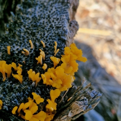 Unidentified Fungus at suppressed - 17 May 2024 by AliClaw