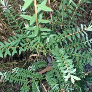 Melaleuca hypericifolia (Hillock Bush) at Mogo, NSW by plants