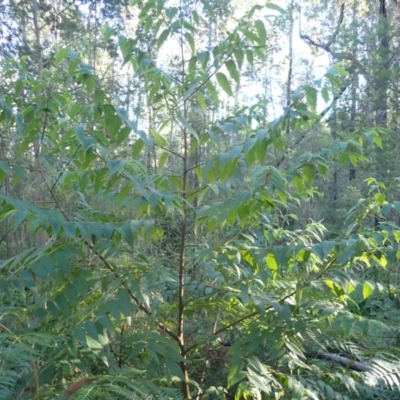 Trema tomentosa var. aspera (Native Peach) at Mogo, NSW - 19 May 2024 by plants