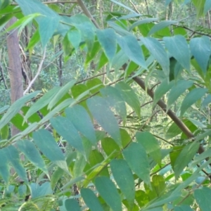 Trema tomentosa var. aspera at Mogo, NSW - 19 May 2024