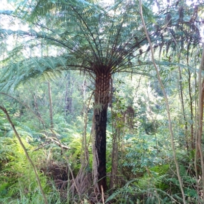 Cyathea australis subsp. australis (Rough Tree Fern) at Mogo, NSW - 18 May 2024 by plants