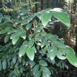 Breynia oblongifolia (Coffee Bush) at Mogo, NSW by plants