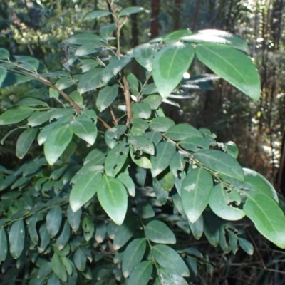 Breynia oblongifolia (Coffee Bush) at Mogo, NSW - 18 May 2024 by plants