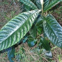 Eriobotrya japonica (Loquat) at Tomakin, NSW - 19 May 2024 by plants