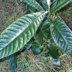 Eriobotrya japonica (Loquat) at Tomakin, NSW - 18 May 2024 by plants