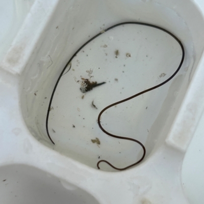 Nematomorpha (phylum) (Gordian worm, horsehair worm) at Namadgi National Park - 15 May 2024 by dwise