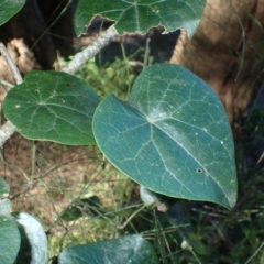 Stephania japonica (Stephania, Tape Vine, Snake Vine) at Tomakin, NSW - 19 May 2024 by plants