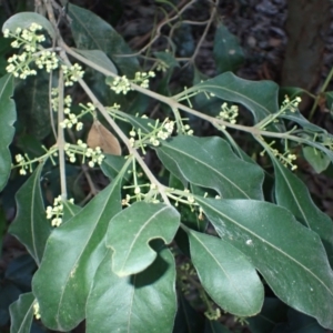 Notelaea longifolia f. longifolia (Mock Olive) at Tomakin, NSW by plants