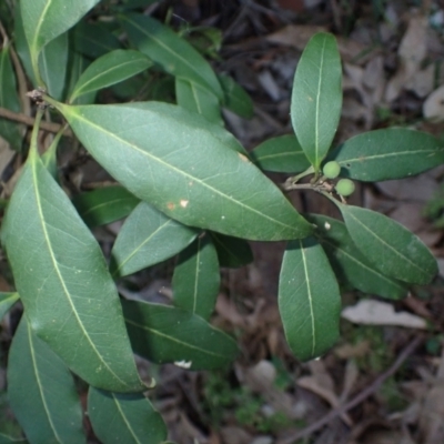 Notelaea venosa (Large Mock Olive) at Tomakin, NSW - 19 May 2024 by plants