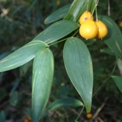 Eustrephus latifolius (Wombat Berry) at Tomakin, NSW - 19 May 2024 by plants