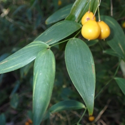 Eustrephus latifolius (Wombat Berry) at Tomakin, NSW - 19 May 2024 by plants