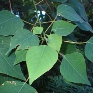 Homalanthus populifolius at Tomakin, NSW - 19 May 2024 10:17 AM