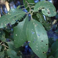 Lagunaria patersonia (Norfolk Island Hibiscus) at Tomakin, NSW - 19 May 2024 by plants