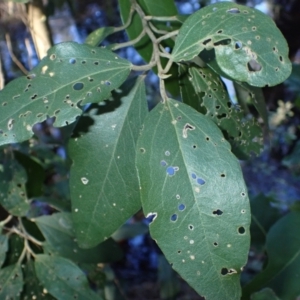 Lagunaria patersonia at Tomakin, NSW - 19 May 2024