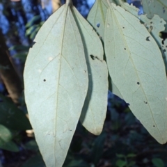 Lagunaria patersonia at Tomakin, NSW - 19 May 2024