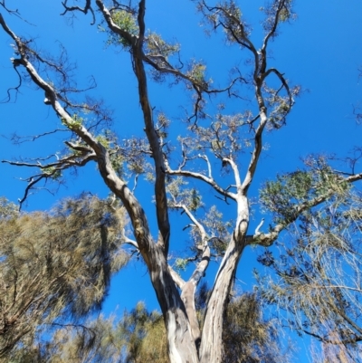 Eucalyptus melliodora (Yellow Box) at Deakin, ACT - 20 May 2024 by Steve818