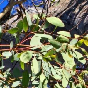 Eucalyptus melliodora at Red Hill Nature Reserve - 20 May 2024