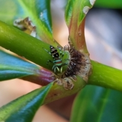 Unidentified Jumping or peacock spider (Salticidae) at Burnside, QLD - 20 May 2024 by clarehoneydove