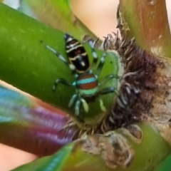 Cosmophasis micarioides at Burnside, QLD - suppressed