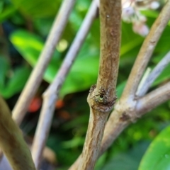 Cosmophasis micarioides at Burnside, QLD - suppressed