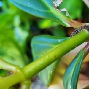 Cosmophasis micarioides at Burnside, QLD - suppressed