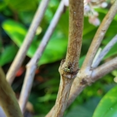 Cosmophasis micarioides at Burnside, QLD - suppressed