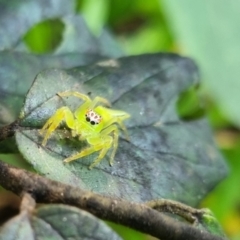 Mopsus mormon (Green Jumping Spider) at Burnside, QLD - 18 May 2024 by clarehoneydove