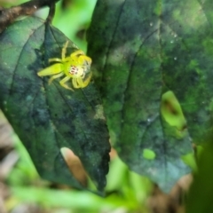Mopsus mormon at Burnside, QLD - 18 May 2024 02:13 PM
