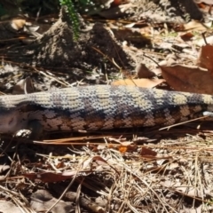 Tiliqua scincoides scincoides (Eastern Blue-tongue) at Buderim, QLD - 19 May 2024 by clarehoneydove