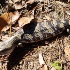 Tiliqua scincoides scincoides at Buderim, QLD - 19 May 2024 12:35 PM