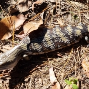 Tiliqua scincoides scincoides at Buderim, QLD - 19 May 2024 12:35 PM