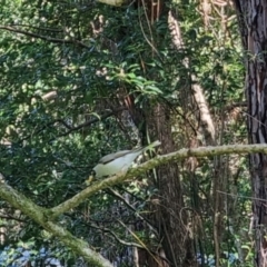 Manorina melanocephala at Buderim, QLD - 19 May 2024 by clarehoneydove