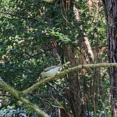 Manorina melanocephala (Noisy Miner) at Buderim, QLD - 19 May 2024 by clarehoneydove