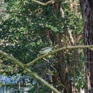 Manorina melanocephala at Buderim, QLD - 19 May 2024