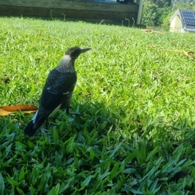 Gymnorhina tibicen (Australian Magpie) at suppressed - 18 May 2024 by clarehoneydove