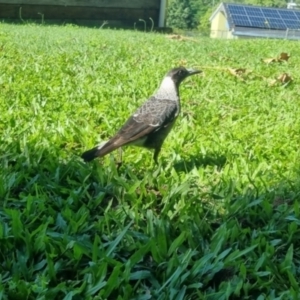 Gymnorhina tibicen at Burnside, QLD - 18 May 2024