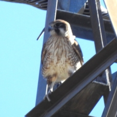 Falco berigora at Lions Youth Haven - Westwood Farm A.C.T. - 20 May 2024