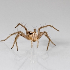 Oxyopes sp. (genus) (Lynx spider) at QPRC LGA - 19 May 2024 by MarkT